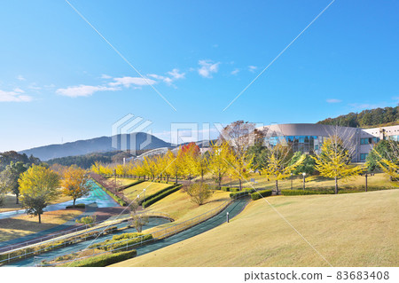 Kinshu Ginkgo Trees Kinshu Ginkgo Trees 83683408