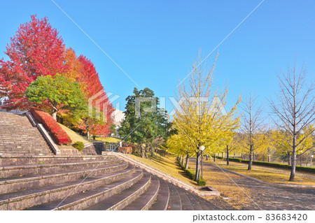 Kinshu Ginkgo Trees 83683420