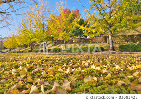 Kinshu Ginkgo Trees Kinshu Ginkgo Trees 83683425