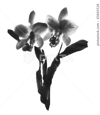 Ink cattleya drawn with ink painting technique Ink cattleya drawn with ink painting technique 83683526