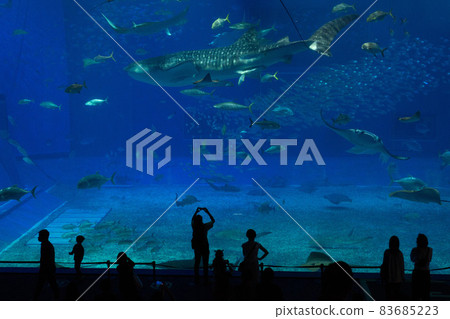 Aquarium's large tank Aquarium's large tank 83685223