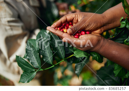 African worker is gathering coffee beans on plantation in bushy wood 83685257