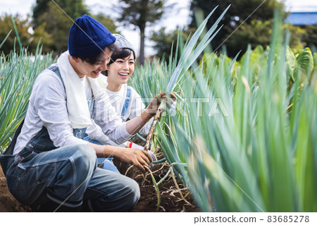 Men and women harvesting vegetables in the field Men and women harvesting vegetables in the field 83685278