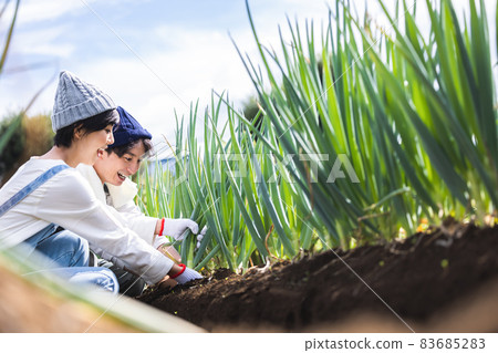 Men and women harvesting vegetables in the field 83685283