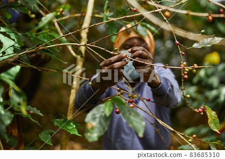 African worker is gathering coffee beans on plantation in bushy wood 83685310