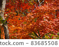 秋天的樹葉 83685508