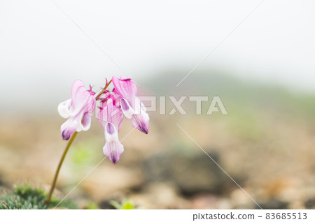 Cumkusa Cumkusa 83685513