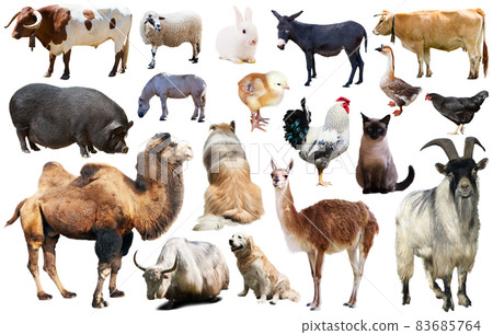 domestic animals collection domestic animals collection 83685764