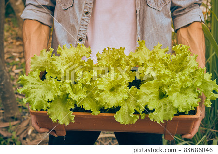 Front View Gardener Show Green Lettuce in Long Plant Pot in Vintage Tone 83686046