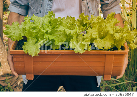 Front View Gardener Hold Lettuce in Long Plant Pot in Vintage Tone 83686047
