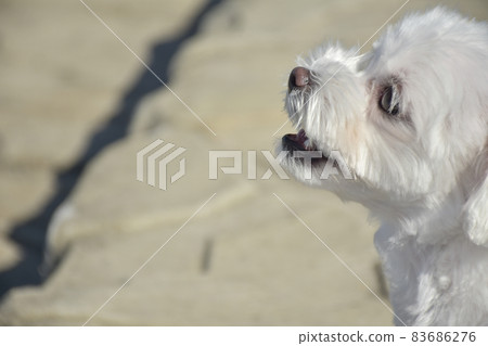 Maltese dog staring at its owner 83686276
