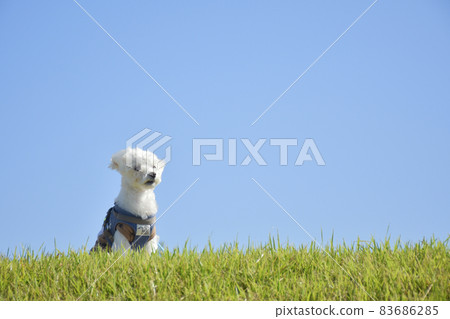 在步行背景的馬耳他狗（草坪和藍天） 83686285