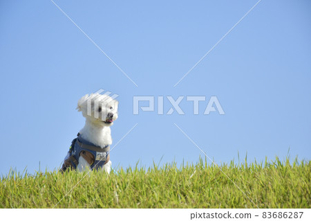 在步行背景的馬耳他狗（草坪和藍天） 83686287