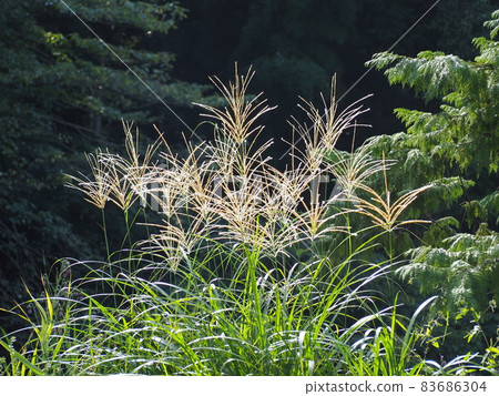 Miscanthus 83686304
