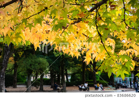 這是一個假日公園景觀。您可以看到家庭和人們在讀書。請在和平的氣氛中。和平紀念公園廣島縣 83686620