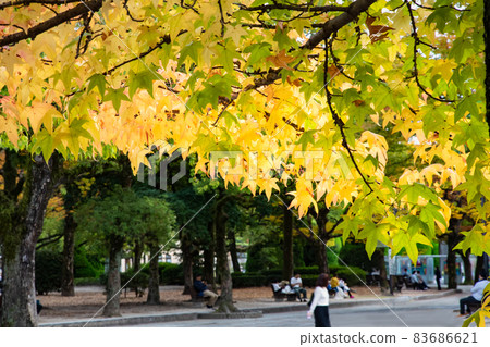 這是一個假日公園景觀。你可以看到家庭和人們在看書。請在和平的氣氛中。 83686621