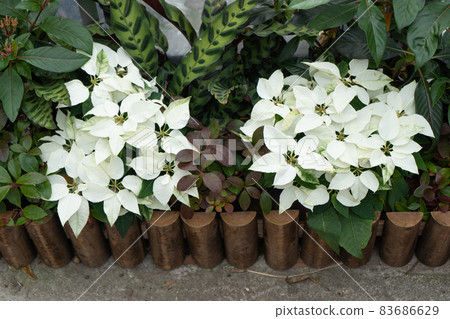 Jasmine taken at Flower Park Kagoshima 83686629