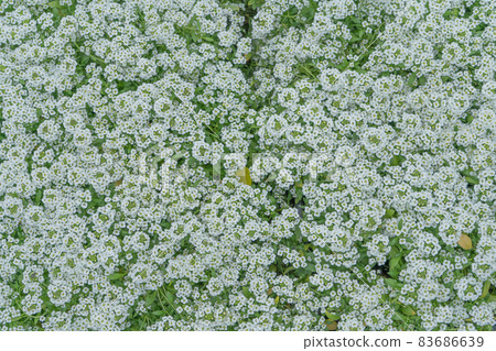 在鹿兒島花卉公園拍攝的香椿 83686639