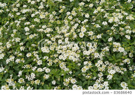 Alyssum taken at Flower Park Kagoshima 83686640