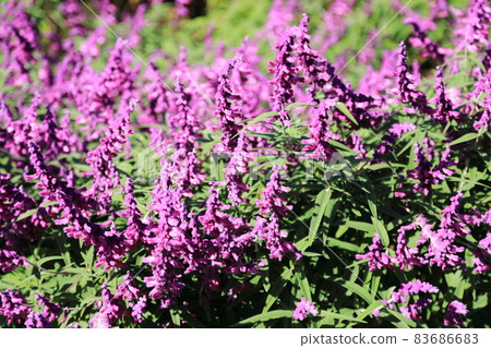 Mexican Bush Sage Mexican Bush Sage 83686683