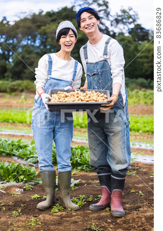 男人和女人在田裡收穫蔬菜 男人和女人在田裡收穫蔬菜 83686829