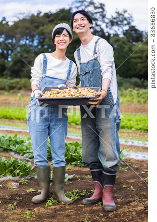 Men and women harvesting vegetables in the field Men and women harvesting vegetables in the field 83686830