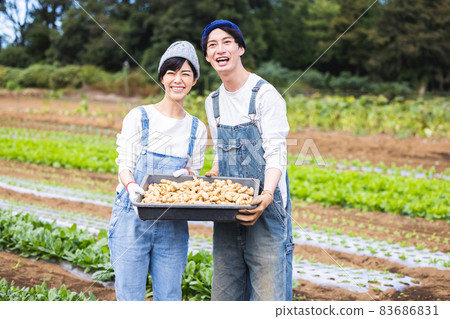 Men and women harvesting vegetables in the field Men and women harvesting vegetables in the field 83686831
