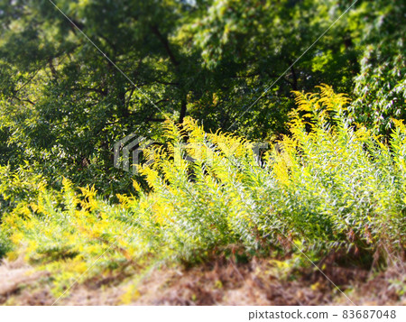 Solidago altissima in the sunlight 83687048