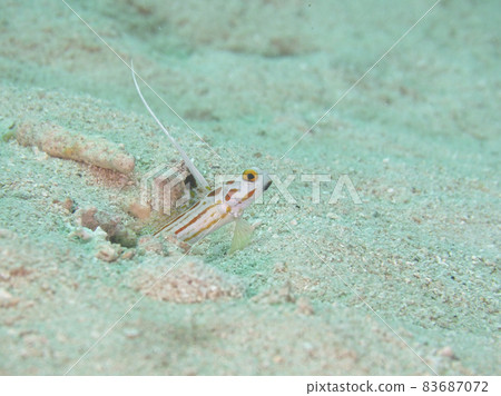[Underwater photograph] Colorful creatures, Yashahaze, that I met in the sea of Ishigaki Island 83687072