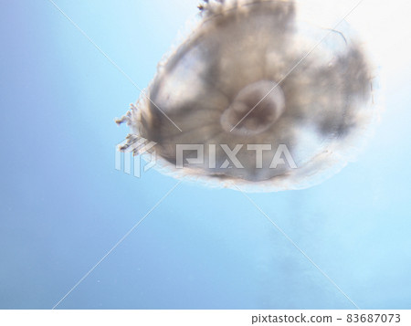 [Underwater photograph] Colorful creatures and jellyfish that I met in the sea of Ishigaki Island 83687073