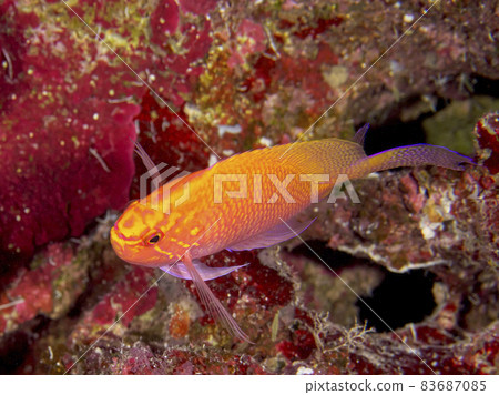 [Underwater photograph] Colorful creatures, Hanagonbe, that I met in the sea of Ishigaki Island 83687085