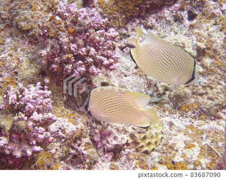 【水下攝影】石垣島海裡遇見的五彩斑斕的蝴蝶魚 83687090