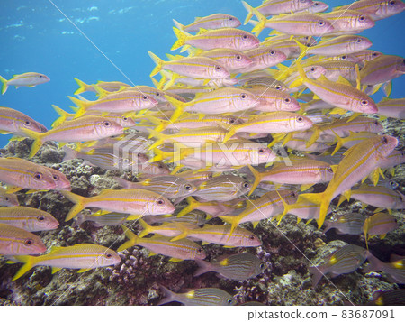 [Underwater photograph] Yellowfin goatfish, colorful creatures that I met in the sea of Ishigaki Island 83687091