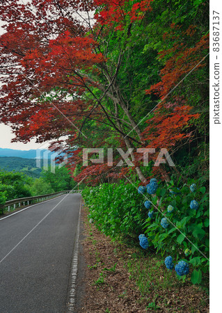 《岡山縣》 小山展望台周圍的繡球花和紅葉 《岡山縣》 小山展望台周圍的繡球花和紅葉 83687137