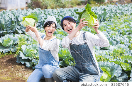 Men and women harvesting vegetables in the field 83687646
