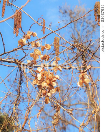 Yam seeds entwined in winter 83687953