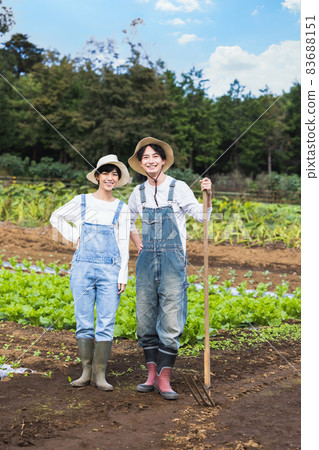 Couple harvesting vegetables in the field Couple harvesting vegetables in the field 83688151