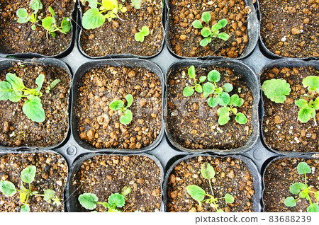 豆莢植物 83688239