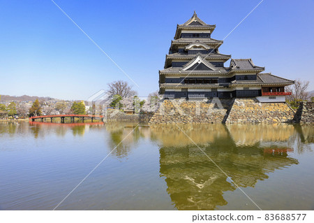 [長野縣]松本城盛開 83688577