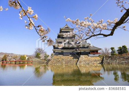 [長野縣]松本城盛開 83688581