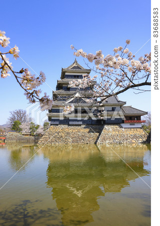 [長野縣]松本城盛開 83688583