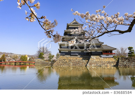 [Nagano Prefecture] Matsumoto Castle in full bloom 83688584