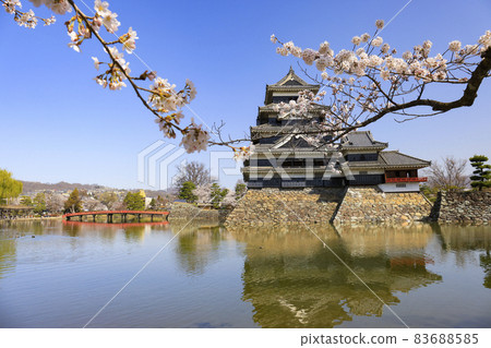 [Nagano Prefecture] Matsumoto Castle in full bloom 83688585
