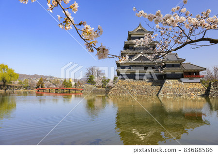 [Nagano Prefecture] Matsumoto Castle in full bloom 83688586
