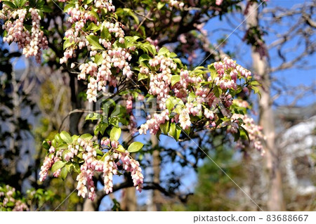 紅色的日本仙女座綻放[3月，相模原市築井] 83688667