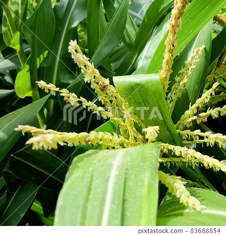 Bees visiting the spikes of sugar cane 83688854