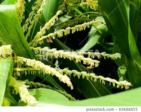Bees visiting the spikes of sugar cane Bees visiting the spikes of sugar cane 83688855