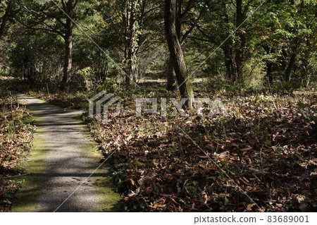 Walking the Four Seasons Fall Tashima Kogen Plantation Garden Walking the Four Seasons Fall Tashima Kogen Plantation Garden 83689001