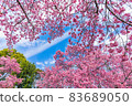 Full bloom cherry tree 83689050