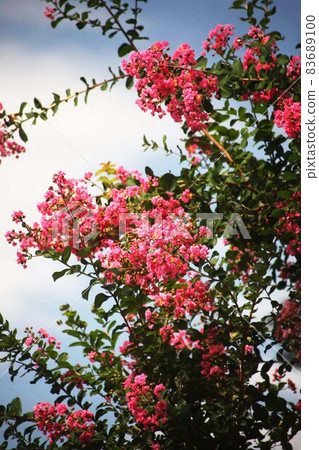 Red crape myrtle flowers blooming in the blue sky Red crape myrtle flowers blooming in the blue sky 83689100